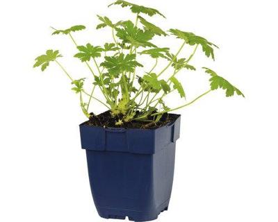 Geranium macr 'Geranimo White' Ooievaarsbek vaste plant Griffioen - Griffioen