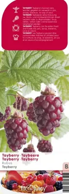 Braam Rubus Tayberry
