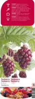 Braam Rubus Tayberry - thumbnail