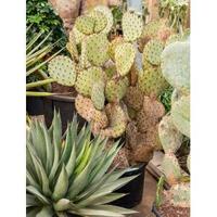 Opuntia cactus indica XL kamerplant - thumbnail