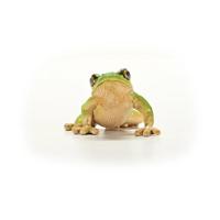 Schleich Europese boomkikker 14882 - thumbnail