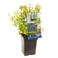 Bosbes Vaccinium cor. Jersey - thumbnail