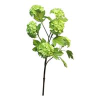 Viburnum Roseum x6 green 60cm - thumbnail
