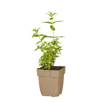 Grote kattenstaart vaste plant Griffioen - Griffioen