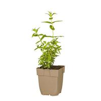 Grote kattenstaart vaste plant Griffioen - Griffioen - thumbnail