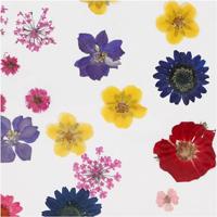 Creativ Company Gedroogde bloemen en bladeren, diverse kleuren, 1 doos - thumbnail