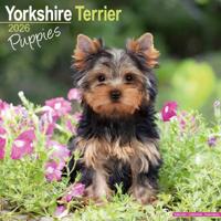 Yorkshire Terrier Puppies Calendar 2026 Square Dog Puppy Breed Wall Calendar - 16 Month - thumbnail