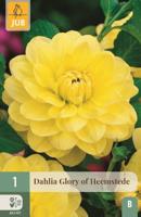 Dahlia Glory of heemstede - thumbnail