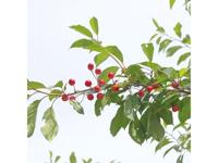 Gardigo Vogelverschrikker Functies: Zonne-energie, Ultrasoon 1 stuk(s) - thumbnail