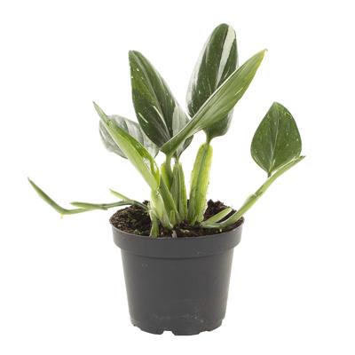 Philodendron Standleyana - P13