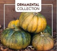 Zaden Ornamental Courgette Musque De Provence Buzzy - Buzzy - thumbnail