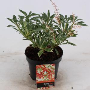 Rotsheide (Pieris “Flaming Silver”) heester - 20-25 cm (C2) - 6 stuks