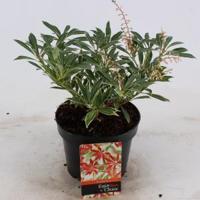 Rotsheide (Pieris “Flaming Silver”) heester - 20-25 cm (C2) - 6 stuks - thumbnail