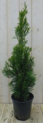 Conifeer Thuja Smaragd 90 cm Warentuin Natuurlijk - Warentuin natuurlijk Conifeer Thuja Smaragd 90 cm Warentuin Natuurlijk - Warentuin natuurlijk
