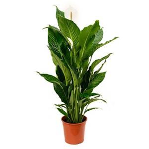 Lepelplant Spathiphyllum sweet sebastiano kamerplant Lepelplant Spathiphyllum sweet sebastiano kamerplant