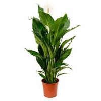 Lepelplant Spathiphyllum sweet sebastiano kamerplant - thumbnail
