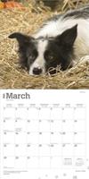 Border Collie Kalender 2026 - thumbnail