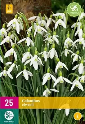 Galanthus elwesii 25 bollen