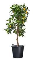 Nature ritzi container met handgreep 35 liter - thumbnail