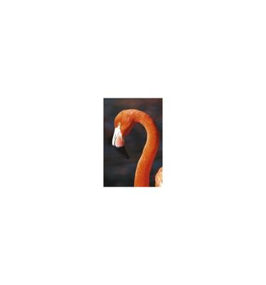 Animal Essences Flamingo 30 Milliliter