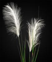 Pampasgras kunsttak 120cm - creme - thumbnail