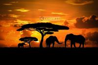 Afbeelding op acrylglas - Olifanten familie bij zonsondergang - thumbnail