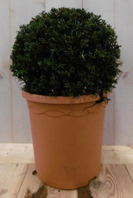 Taxus diameter 15 cm Warentuin Natuurlijk - Warentuin natuurlijk