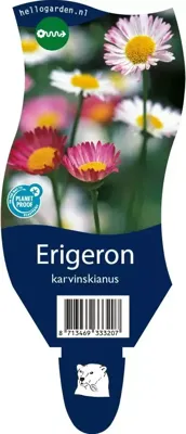 Erigeron karvinskianus vaste plant Griffioen - Griffioen Erigeron karvinskianus vaste plant Griffioen - Griffioen