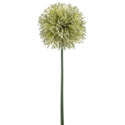 Allium