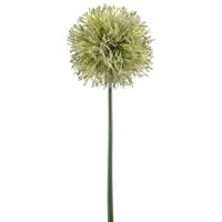 Allium - thumbnail