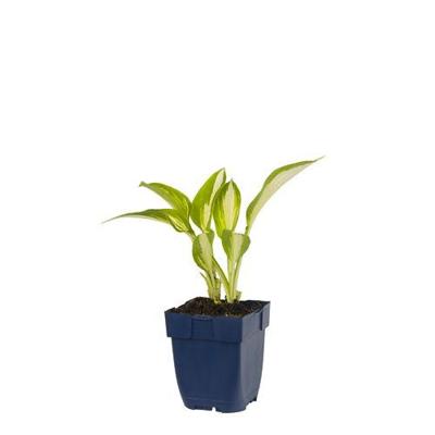 Hosta Night Before Christmas vaste plant Griffioen - Griffioen