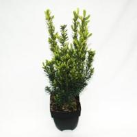 Taxus media hillii 50-60 cm Conifeer Venijnboom Warentuin Natuurlijk - Warentuin natuurlijk - thumbnail