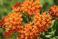 Amerikaanse zijdeplant - thumbnail