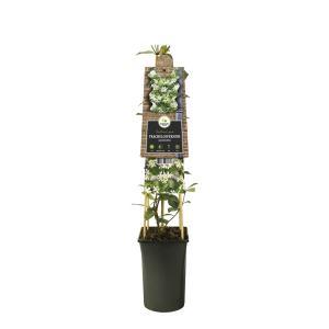 Trachelospermum jasminoides - Toscaanse jasmijn