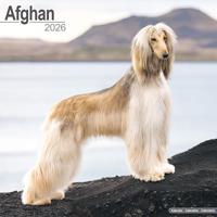 Afghan Calendar 2026 Square Dog Breed Wall Calendar - 16 Month - thumbnail