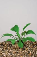 Nymphaea Marliacea Carnea potmaat P11 Waterlelie Moerings - Moerings - thumbnail