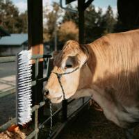 VidaXL Vee borstels zwart en wit 50 x 10 x 6.5 cm kunststof en staal - thumbnail