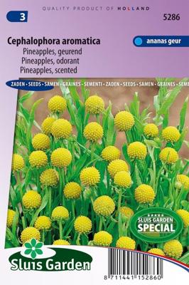 Cephalophora Aromatica zaden Pineapples Cephalophora Aromatica zaden Pineapples