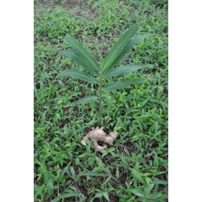 Sonnentor Gember Kruidenthee