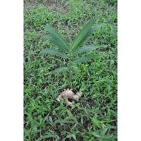 Sonnentor Gember Kruidenthee - thumbnail