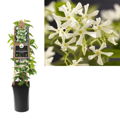 Toscaanse Jasmijn (Trachelospermum jasminoides) klimplant