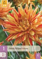 Dahlia striped vulcan - thumbnail