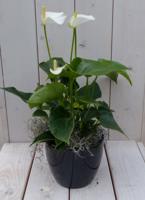 Flamingoplant Anthurium wit in zwarte/antraciete pot 40 cm Warentuin Natuurlijk - Warentuin natuurlijk - thumbnail