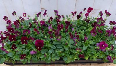 Bosviolen Violen paars 12 stuks in bak Viola Warentuin Natuurlijk - Warentuin natuurlijk