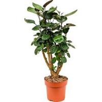 Polyscias aralia fabian XS kamerplant - thumbnail