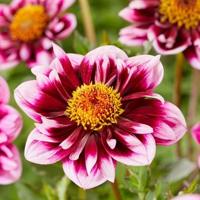 Dahlia Liquid Desire bloembol JUB 1 stuks - Jub - thumbnail