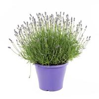 Lavendelplant (Lavandula &apos;Essence Pure&apos;) P 23 cm - thumbnail