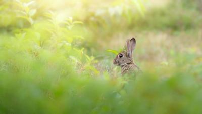 Tuinschilderij haasje 130x70cm Customize-it - Customize it Tuinschilderij haasje 130x70cm Customize-it - Customize it