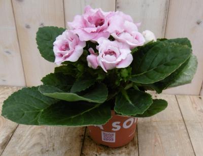 Kamerplant Gloxinia roze - Warentuin natuurlijk