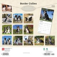 Border Collie Kalender 2026 - thumbnail